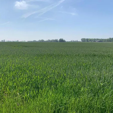 In Niewpoort Near The Seaside